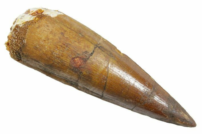 Fossil Spinosaurus Tooth - Real Dinosaur Tooth #363506